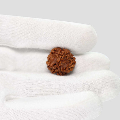 1 Mukhi Rudraksha (Nepal) 18.8 MM