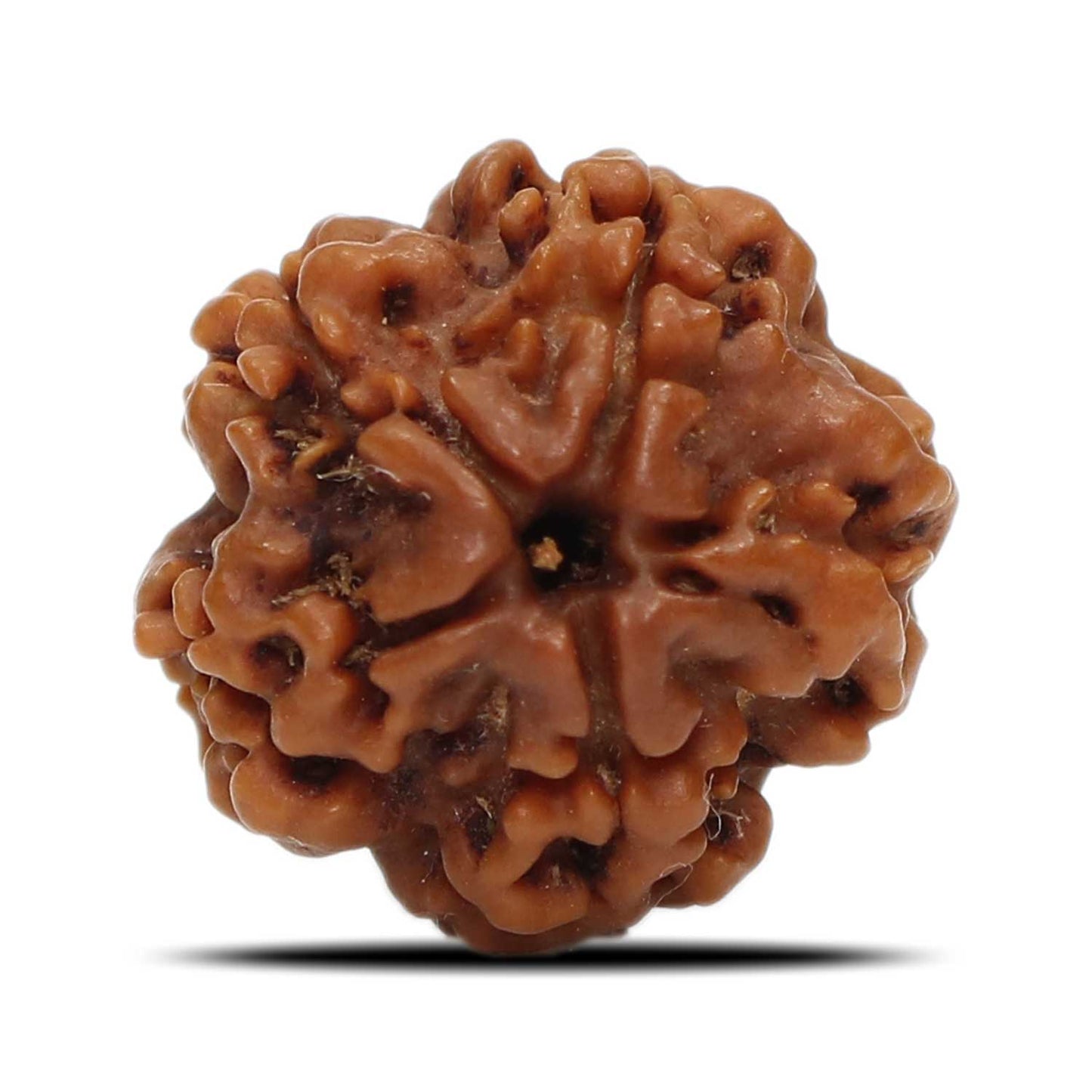 1 Mukhi Rudraksha (Nepal) 20.11 MM