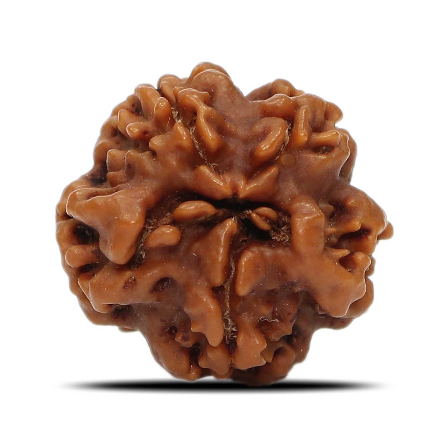 1 Mukhi Rudraksha (Nepal) 20.11 MM