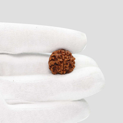 1 Mukhi Rudraksha (Nepal) 20.11 MM