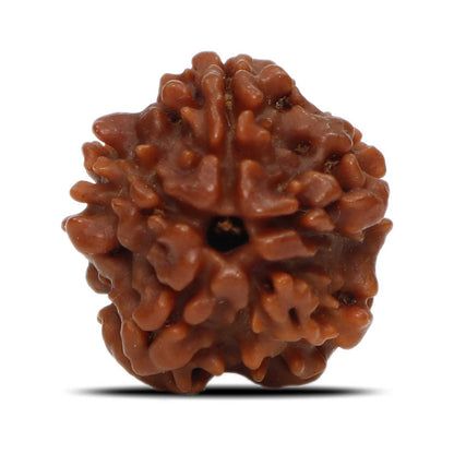 1 Mukhi Rudraksha (Nepal) 17.58 MM