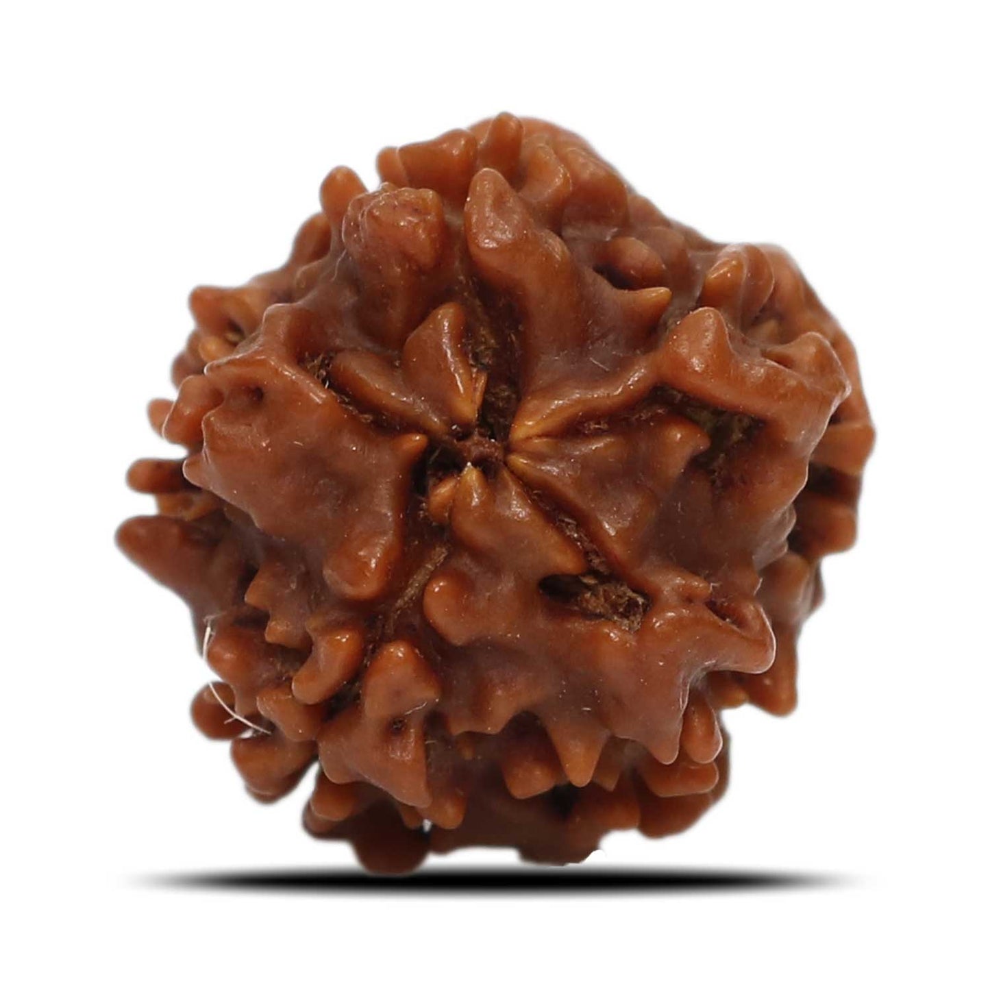 1 Mukhi Rudraksha (Nepal) 17.58 MM