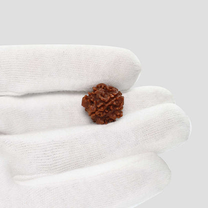 1 Mukhi Rudraksha (Nepal) 17.58 MM