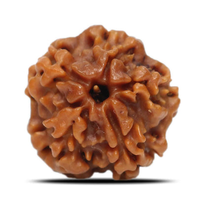 1 Mukhi Rudraksha (Nepal) 17.84 MM