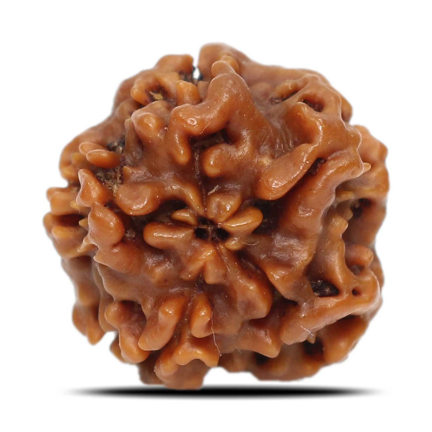 1 Mukhi Rudraksha (Nepal) 17.84 MM