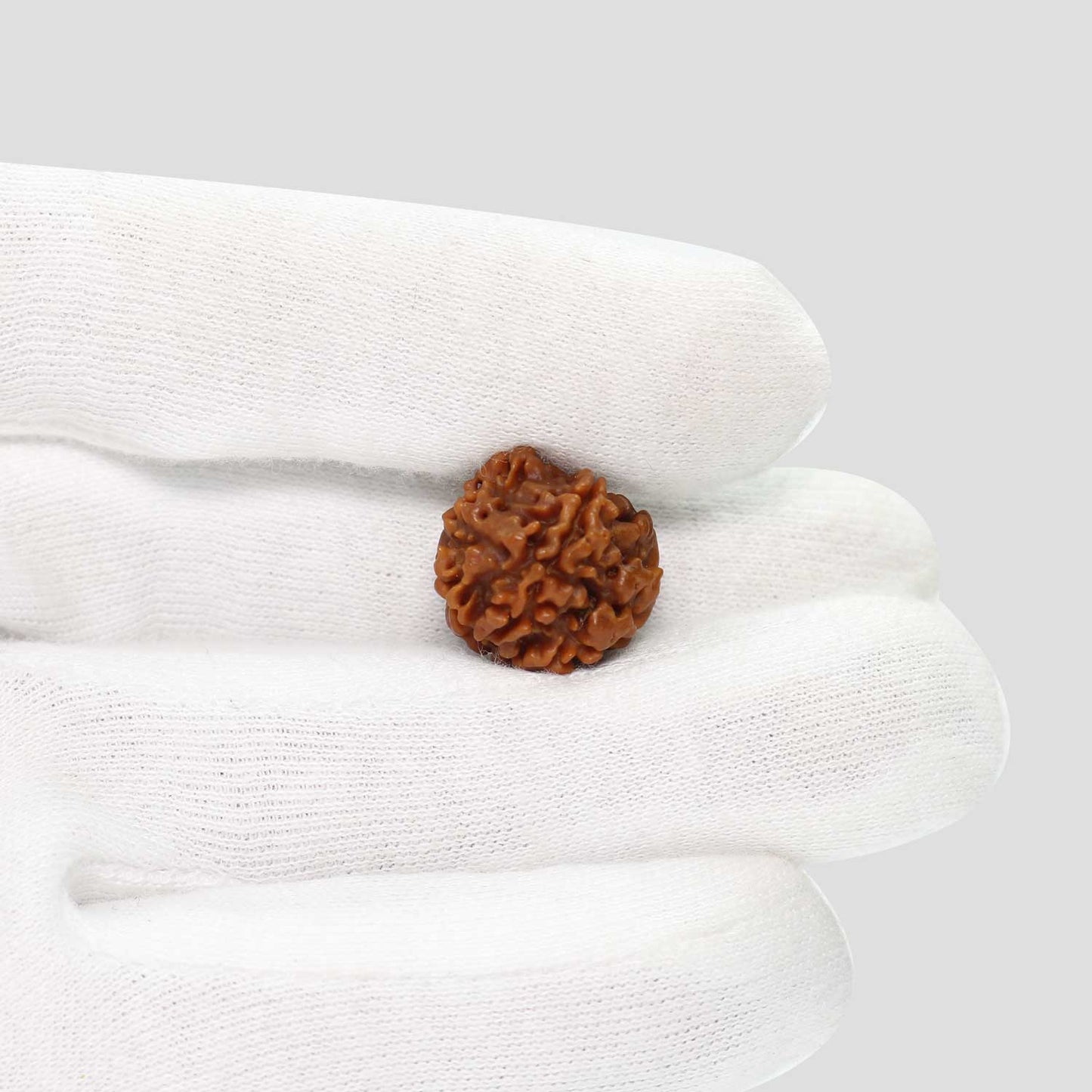 1 Mukhi Rudraksha (Nepal) 17.84 MM