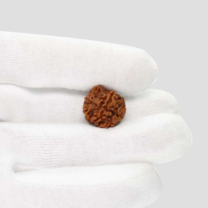 1 Mukhi Rudraksha (Nepal) 17.84 MM