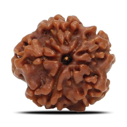 1 Mukhi Rudraksha (Nepal) 18.71 MM