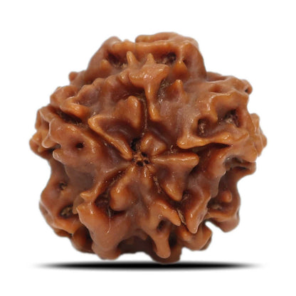 1 Mukhi Rudraksha (Nepal) 18.71 MM