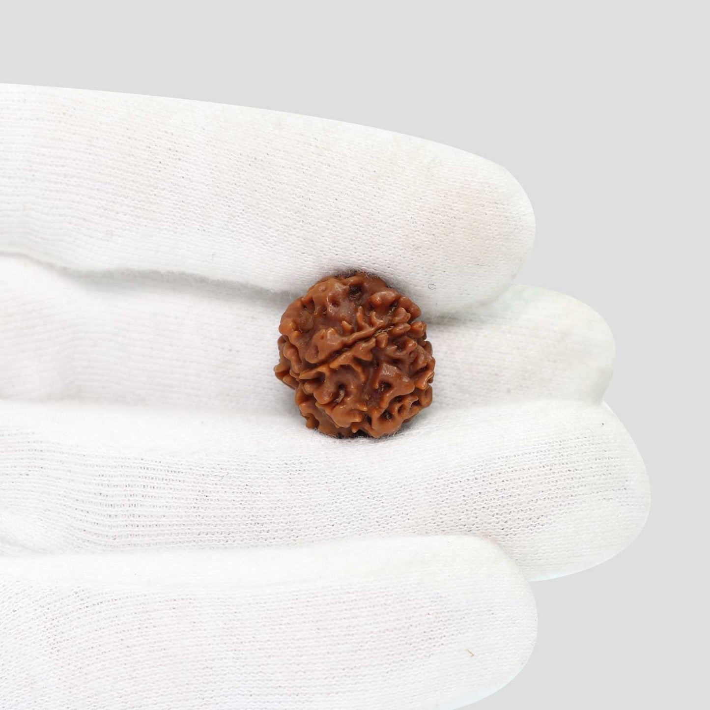 1 Mukhi Rudraksha (Nepal) 18.71 MM