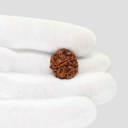 1 Mukhi Rudraksha (Nepal) 18.71 MM