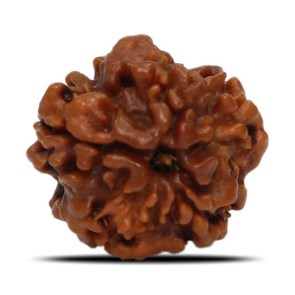 1 Mukhi Rudraksha (Nepal) 20.03 MM