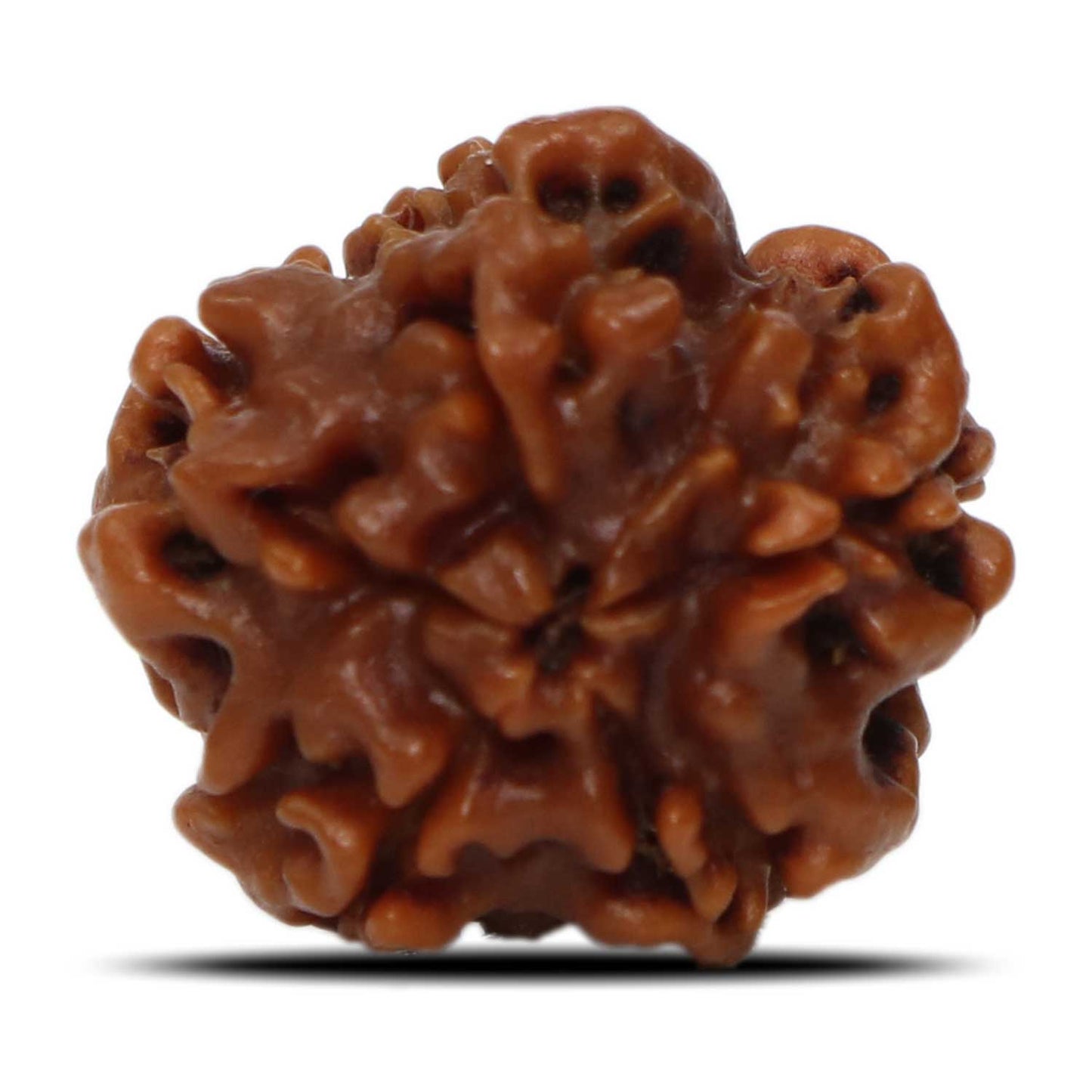 1 Mukhi Rudraksha (Nepal) 20.03 MM