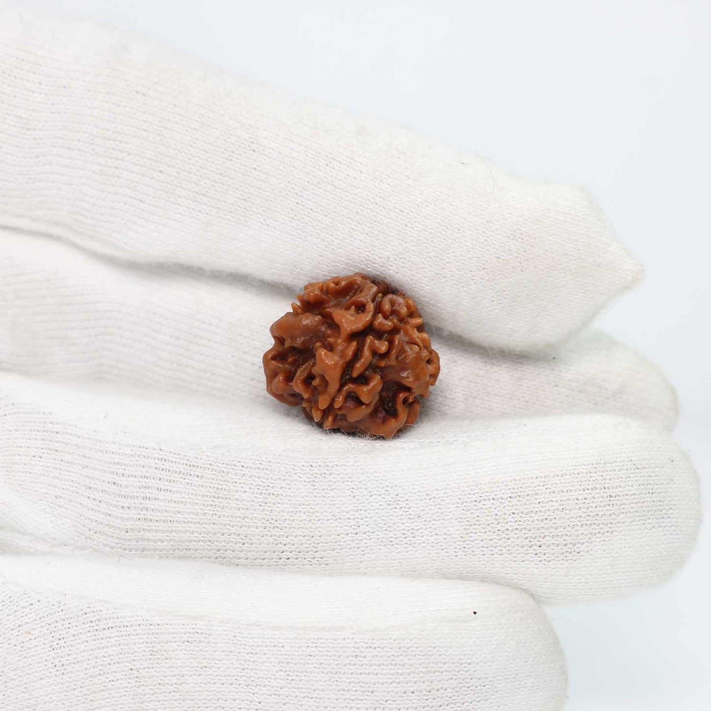 1 Mukhi Rudraksha (Nepal) 20.03 MM