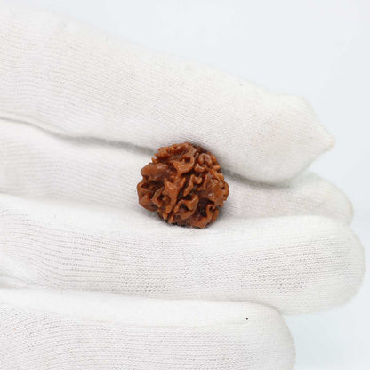 1 Mukhi Rudraksha (Nepal) 20.03 MM