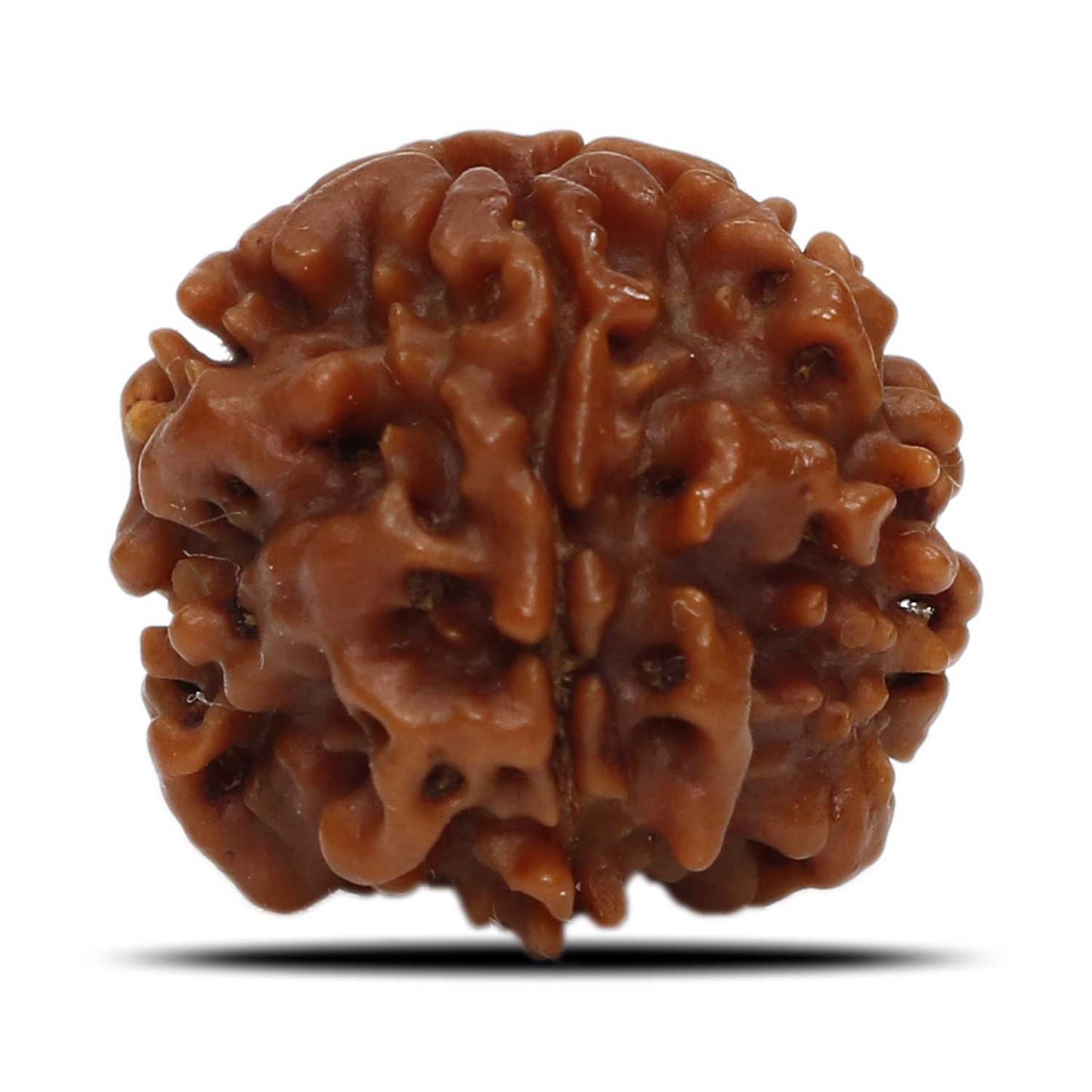 1 Mukhi Rudraksha (Nepal) 18.82 MM