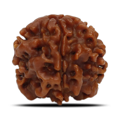 1 Mukhi Rudraksha (Nepal) 18.82 MM