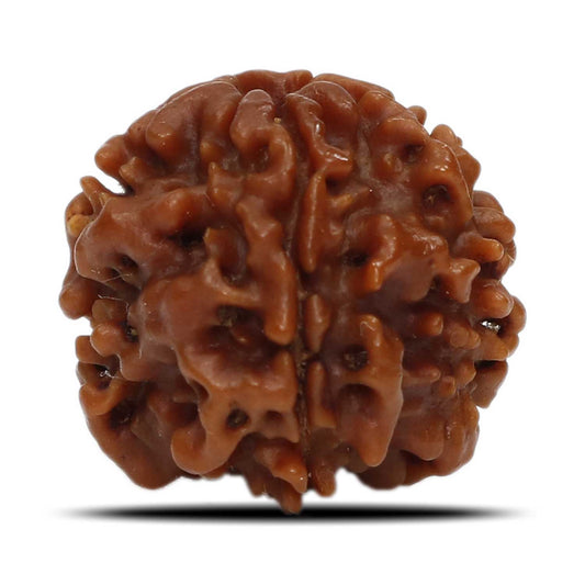 1 Mukhi Rudraksha (Nepal) 18.82 MM