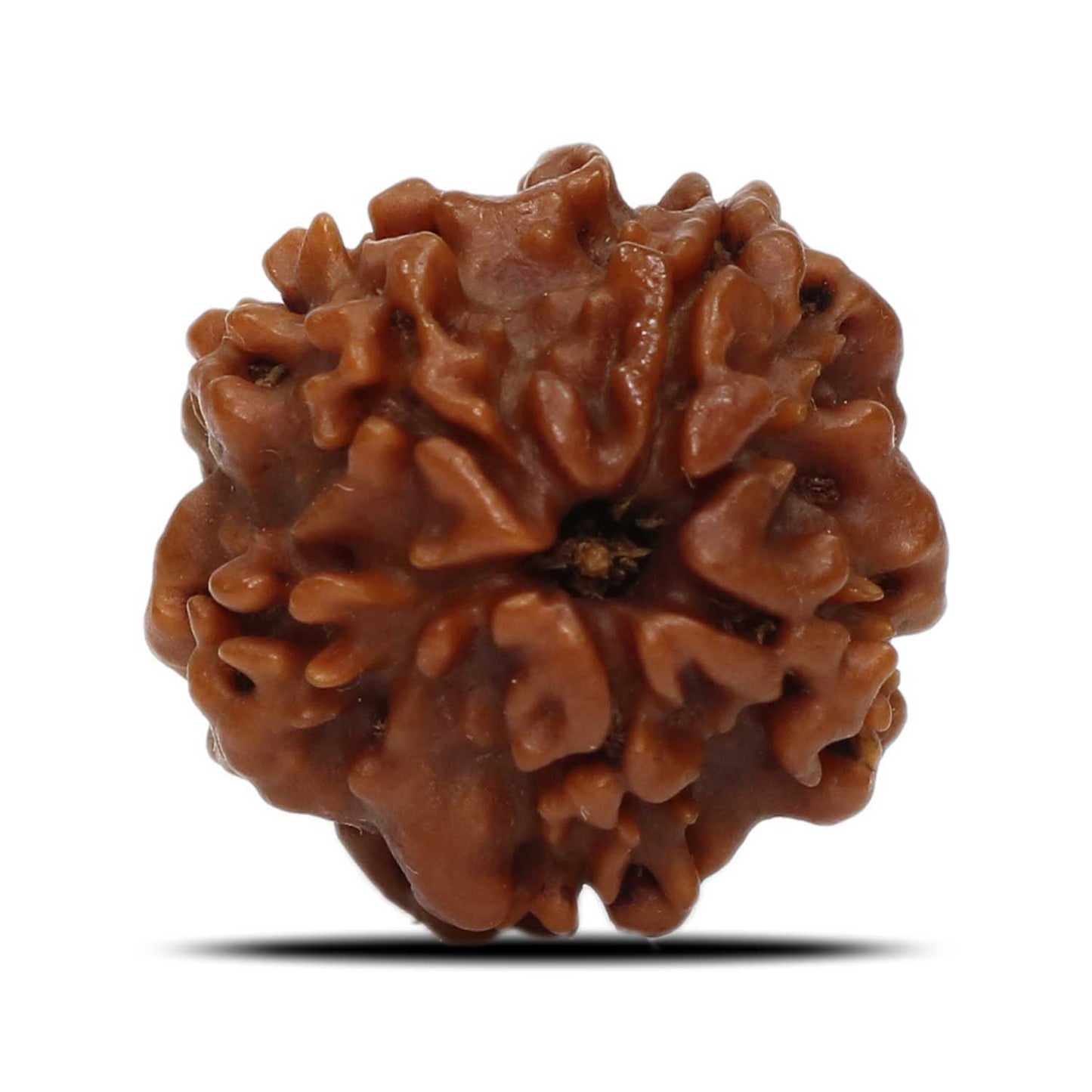 1 Mukhi Rudraksha (Nepal) 18.82 MM