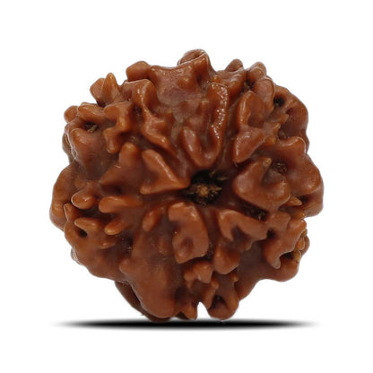 1 Mukhi Rudraksha (Nepal) 18.82 MM