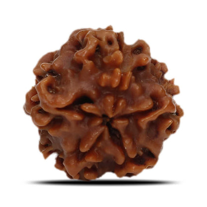 1 Mukhi Rudraksha (Nepal) 18.82 MM