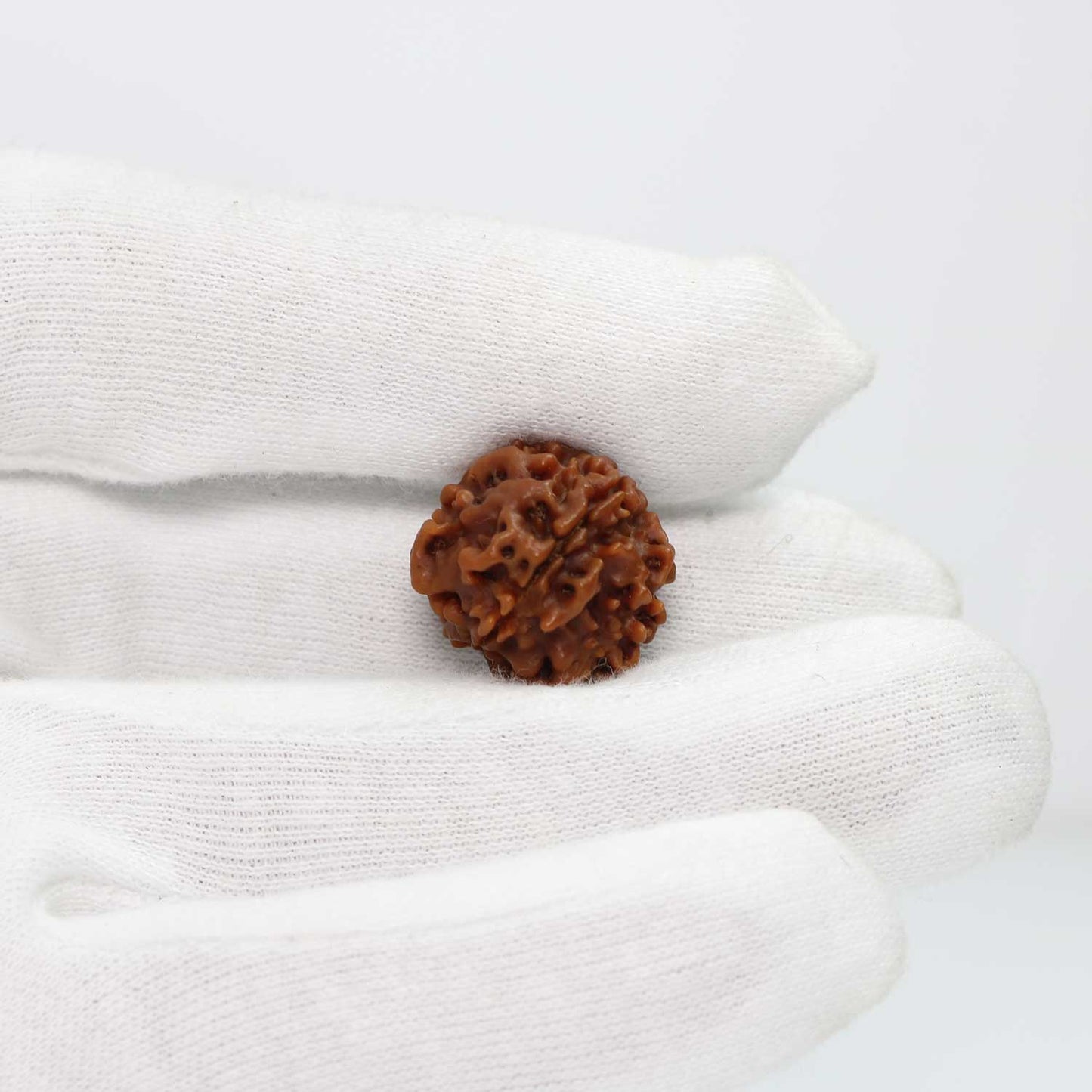 1 Mukhi Rudraksha (Nepal) 18.82 MM