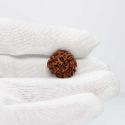 1 Mukhi Rudraksha (Nepal) 18.82 MM
