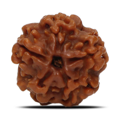 1 Mukhi Rudraksha (Nepal) 18.93 MM