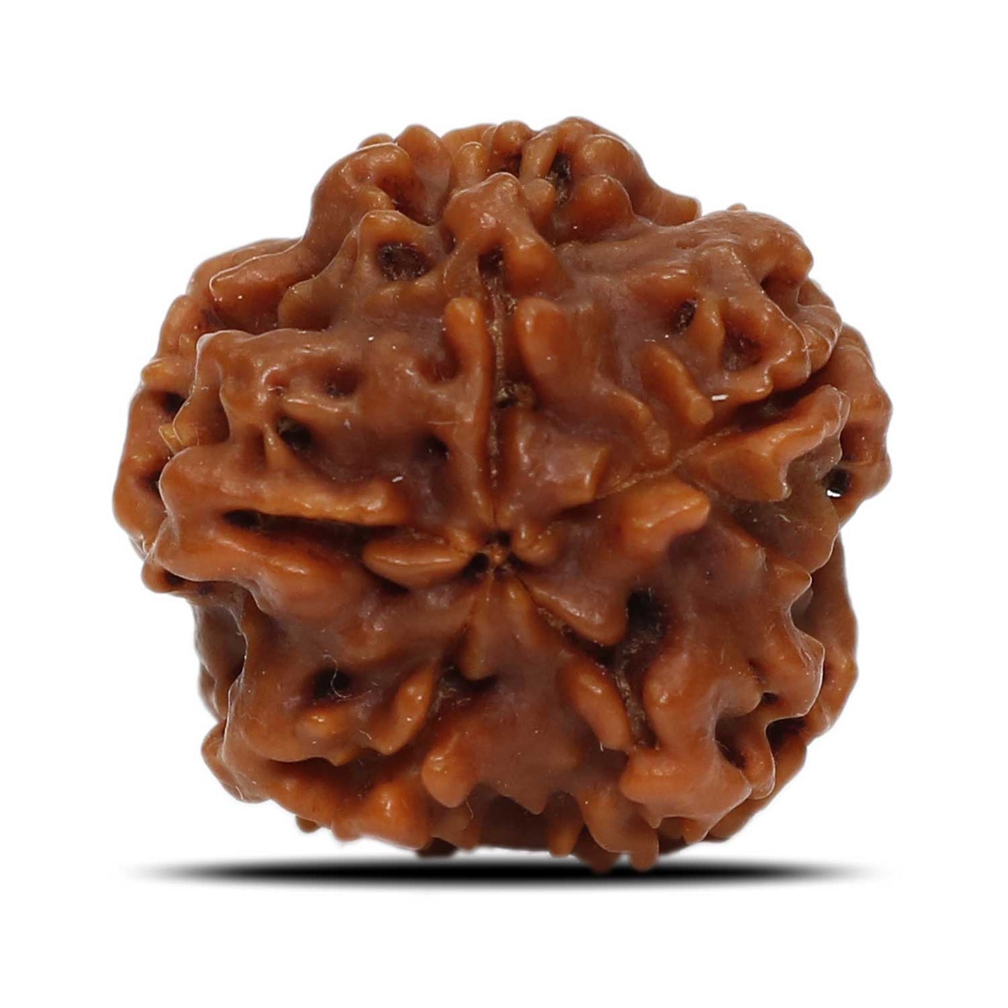 1 Mukhi Rudraksha (Nepal) 18.93 MM