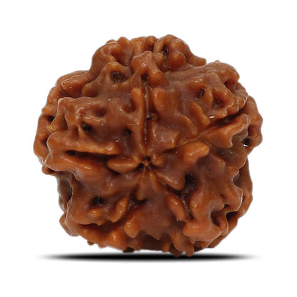 1 Mukhi Rudraksha (Nepal) 18.93 MM
