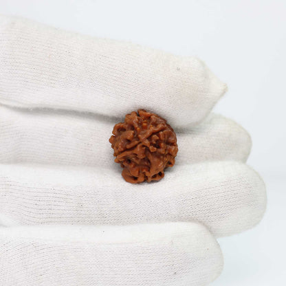 1 Mukhi Rudraksha (Nepal) 18.93 MM