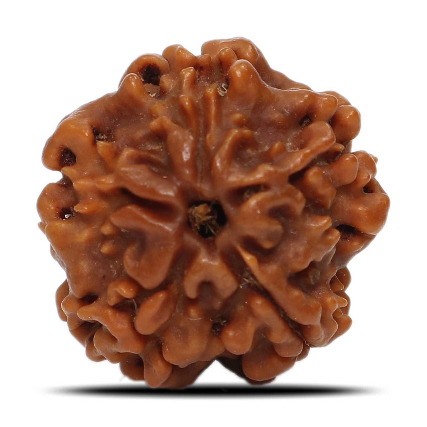 1 Mukhi Rudraksha (Nepal) 19.92 MM