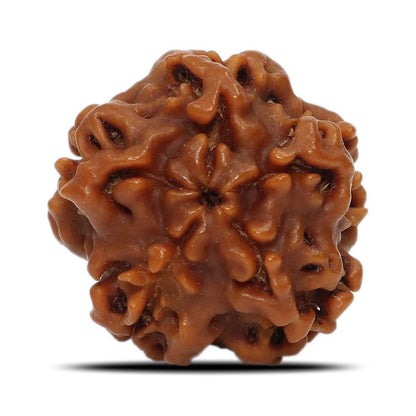 1 Mukhi Rudraksha (Nepal) 19.92 MM