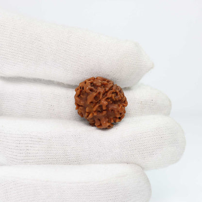 1 Mukhi Rudraksha (Nepal) 19.92 MM
