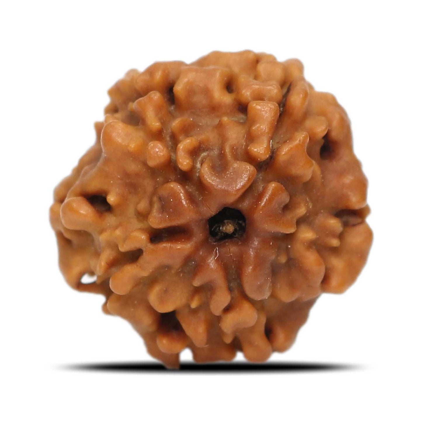 1 Mukhi Rudraksha (Nepal) 17.7 MM