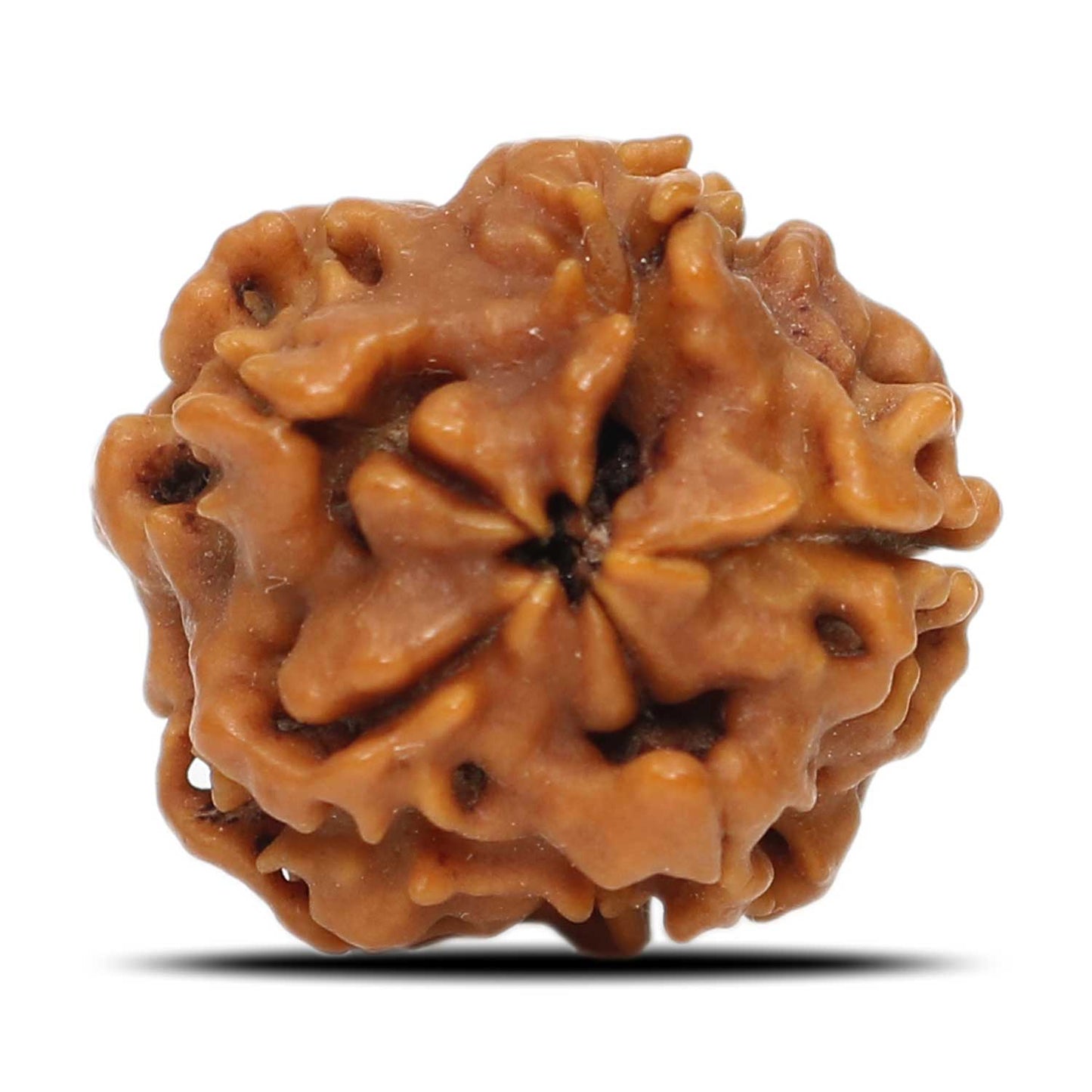 1 Mukhi Rudraksha (Nepal) 17.7 MM