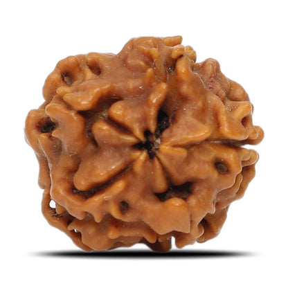 1 Mukhi Rudraksha (Nepal) 17.7 MM
