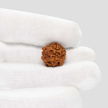 1 Mukhi Rudraksha (Nepal) 17.7 MM