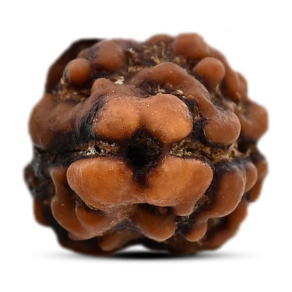 2 Mukhi Rudraksha (Nepal) 16.9 M.M.