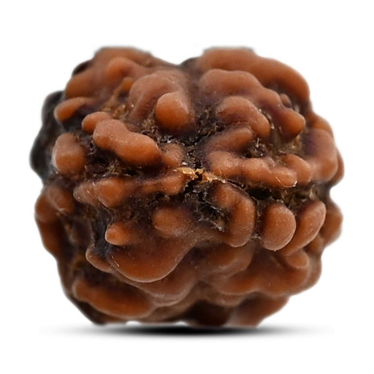2 Mukhi Rudraksha (Nepal) 16.9 M.M.