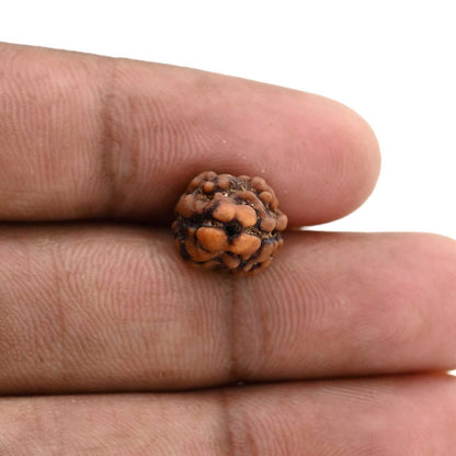 2 Mukhi Rudraksha (Nepal) 16.9 M.M.