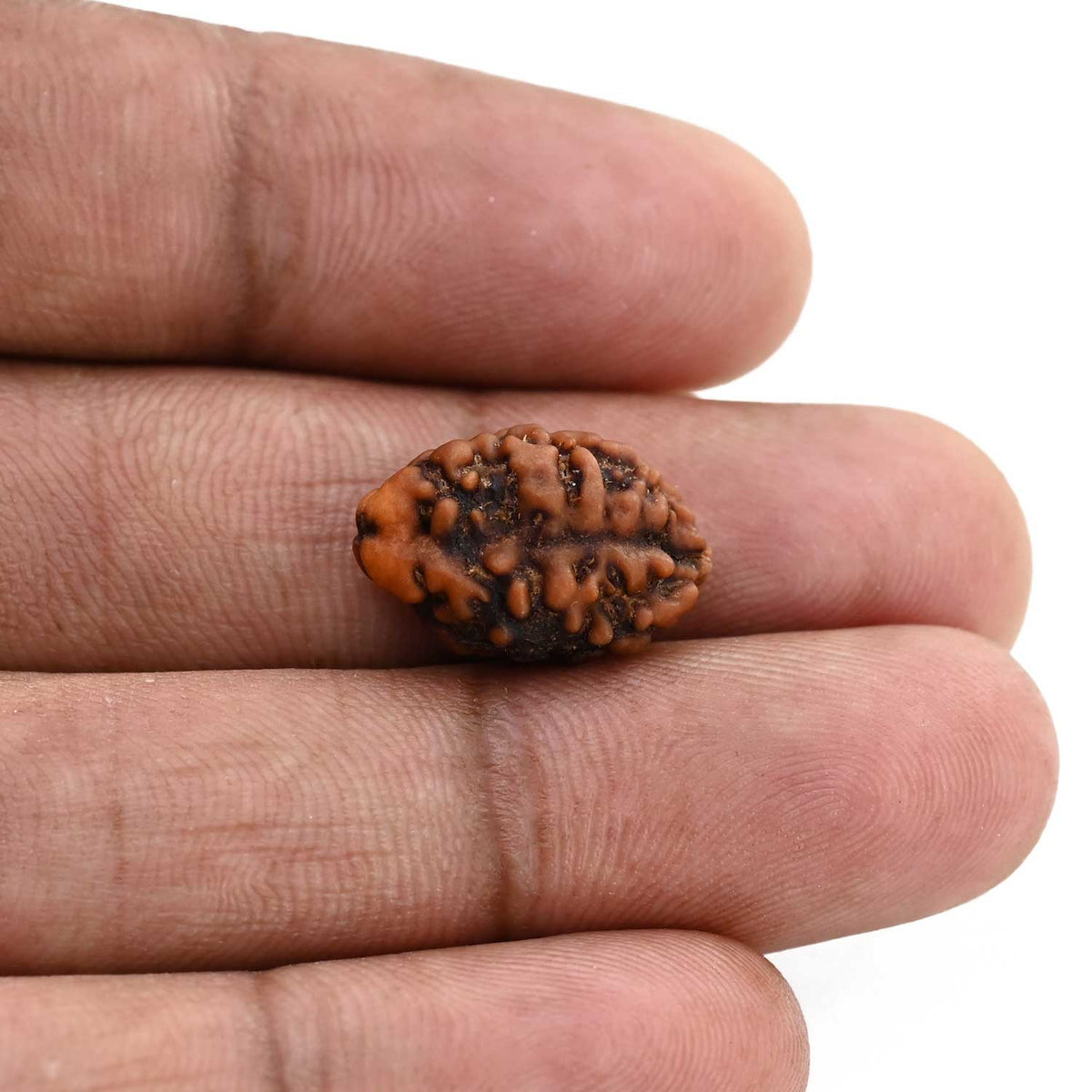 2 Mukhi Rudraksha (Nepal) 16.9 M.M.