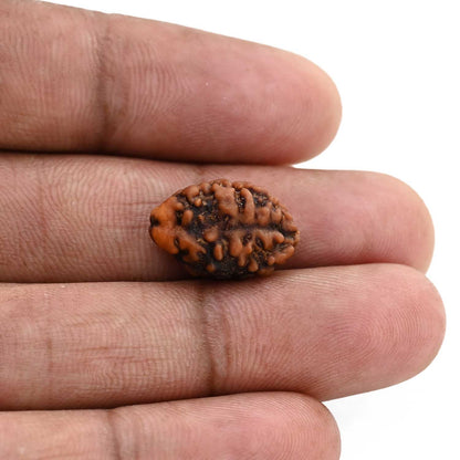 2 Mukhi Rudraksha (Nepal) 16.9 M.M.