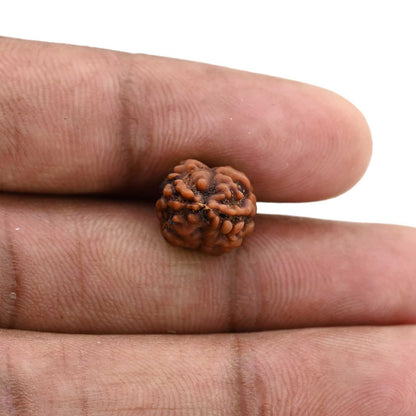 2 Mukhi Rudraksha (Nepal) 16.9 M.M.