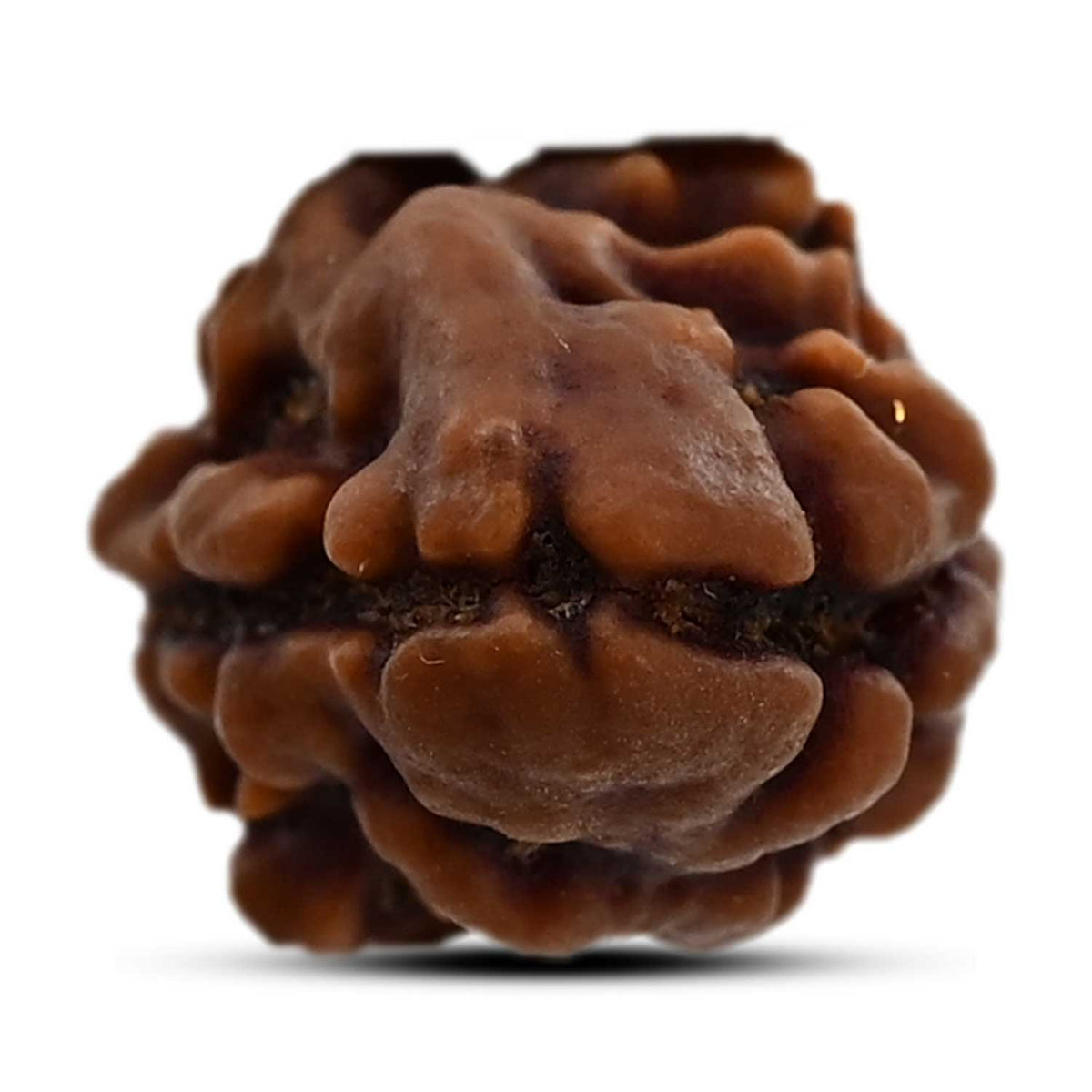 2 Mukhi Rudraksha (Nepal) 16.72 M.M.