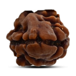 2 Mukhi Rudraksha (Nepal) 16.72 M.M.