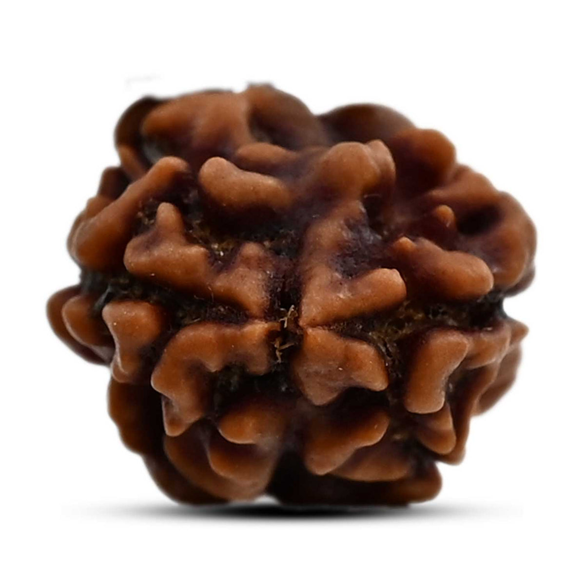 2 Mukhi Rudraksha (Nepal) 16.72 M.M.