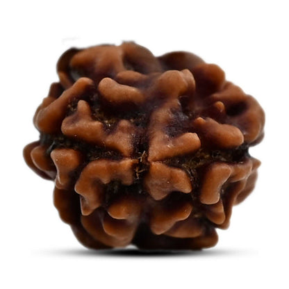 2 Mukhi Rudraksha (Nepal) 16.72 M.M.