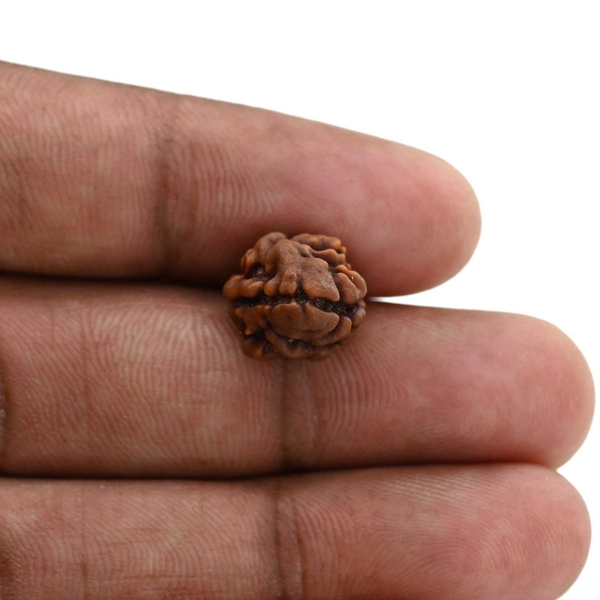 2 Mukhi Rudraksha (Nepal) 16.72 M.M.