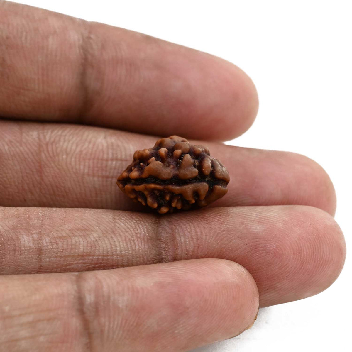2 Mukhi Rudraksha (Nepal) 16.72 M.M.